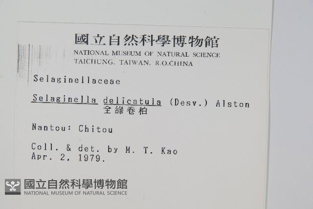 全緣卷柏藏品圖，第2張