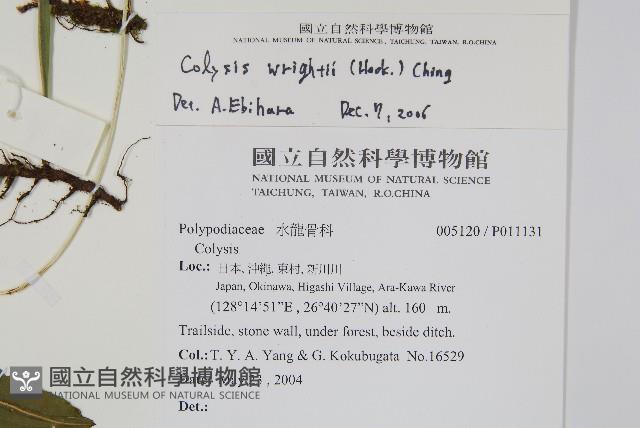 萊氏線蕨藏品圖，第2張