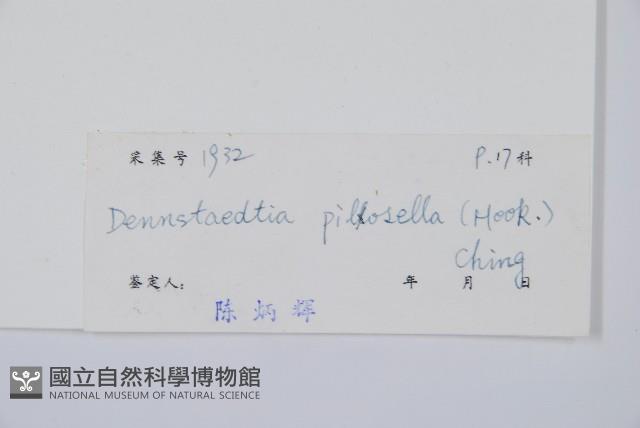 細毛碗蕨藏品圖，第2張