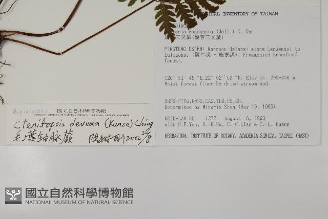 毛葉軸脈蕨藏品圖，第2張