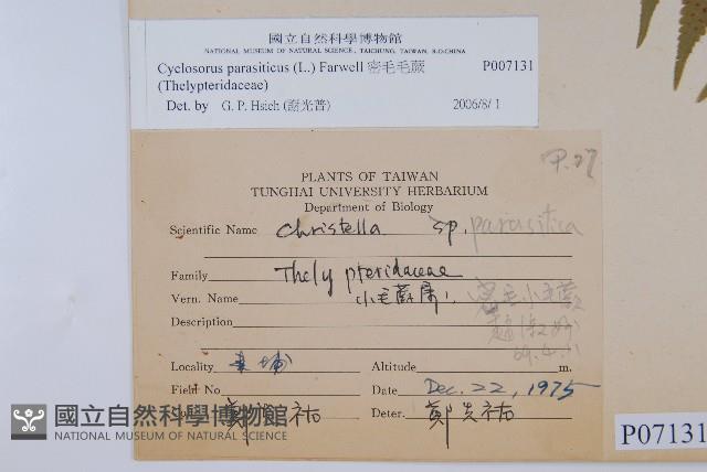 密毛毛蕨藏品圖，第2張