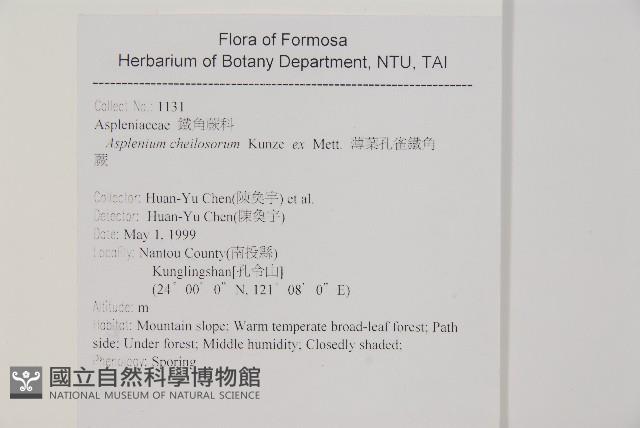 薄葉孔雀鐵角蕨、邊孢鐵角蕨藏品圖，第1張