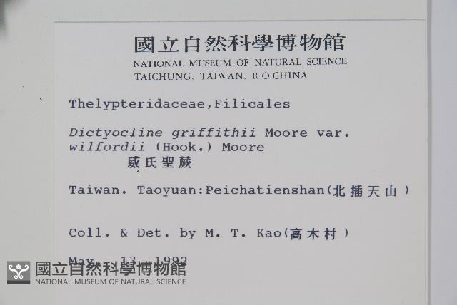 威氏聖蕨藏品圖，第2張