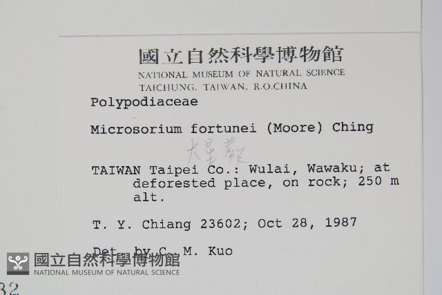 大星蕨藏品圖，第2張