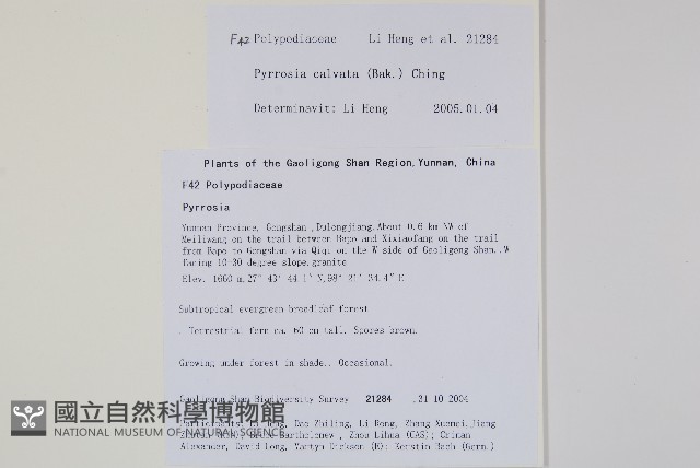 光石韋藏品圖，第2張