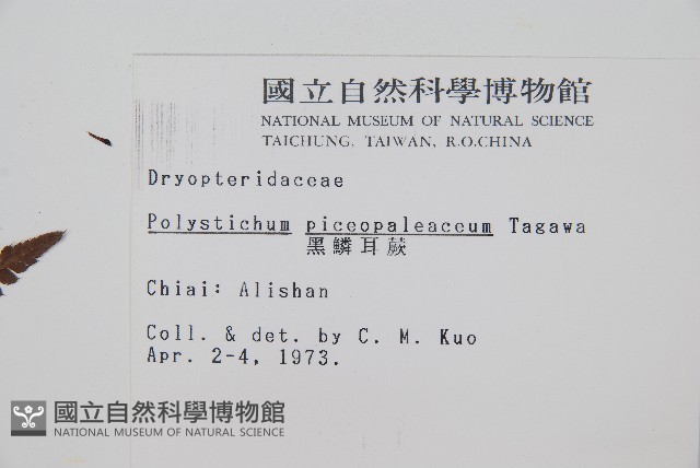 黑鱗耳蕨藏品圖，第2張