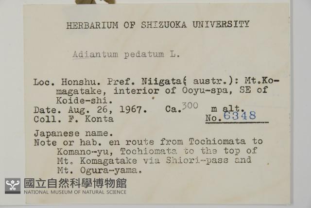 掌葉鐵線蕨藏品圖，第2張