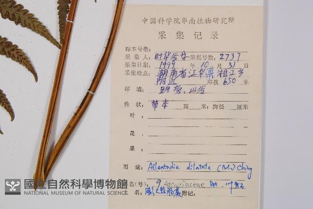 毛柄短腸蕨藏品圖，第2張