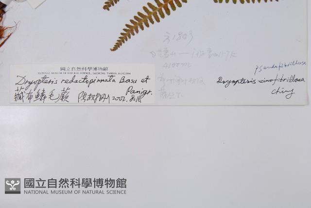 藏布鱗毛蕨藏品圖，第2張