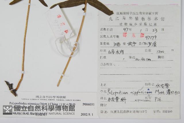 日本水龍骨藏品圖，第2張