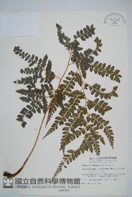 斜方複葉耳蕨藏品圖，第1張