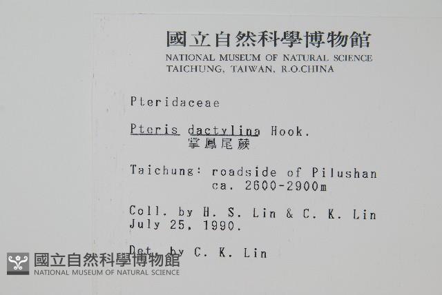 掌鳳尾蕨藏品圖，第2張