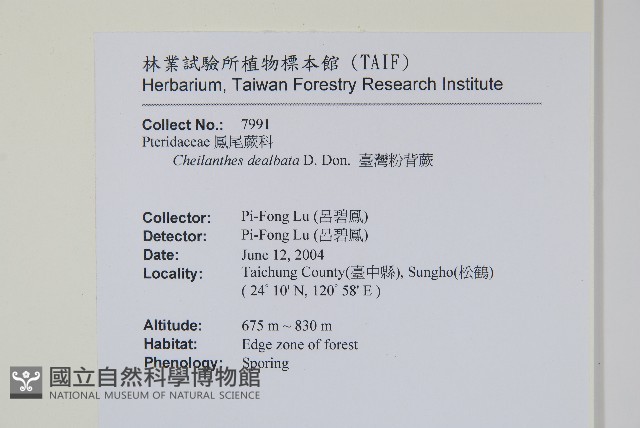 臺灣粉背蕨藏品圖，第2張