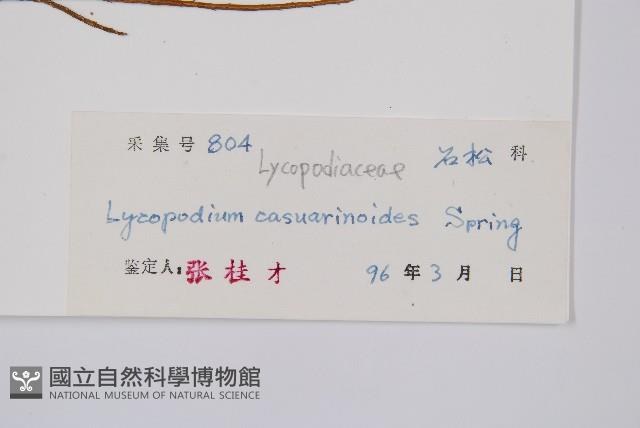 木賊葉石松藏品圖，第2張