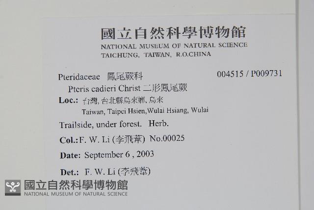 二形鳳尾蕨藏品圖，第2張