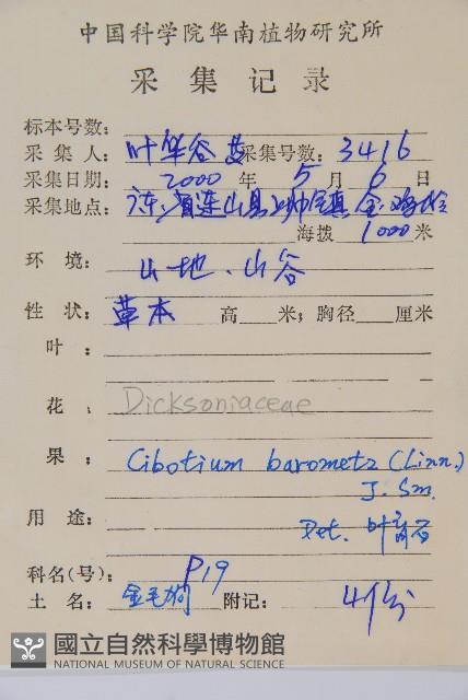 金狗毛蕨藏品圖，第2張