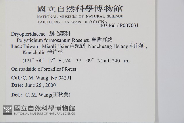 臺灣耳蕨藏品圖，第2張