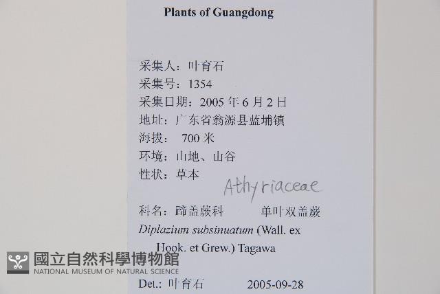 單葉雙蓋蕨藏品圖，第2張