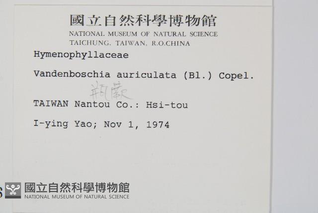 瓶蕨藏品圖，第2張