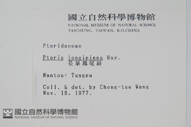長葉鳳尾蕨藏品圖，第2張