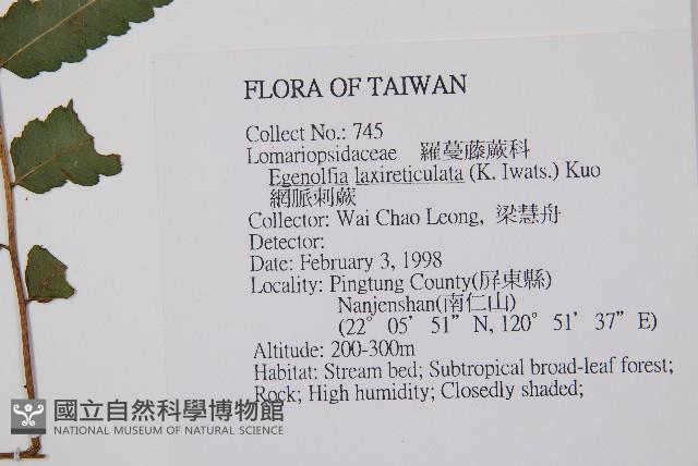 網脈刺蕨藏品圖，第1張