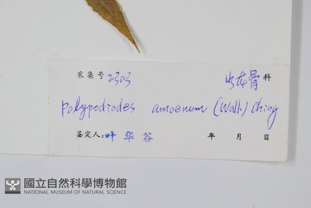 友水龍骨藏品圖，第2張