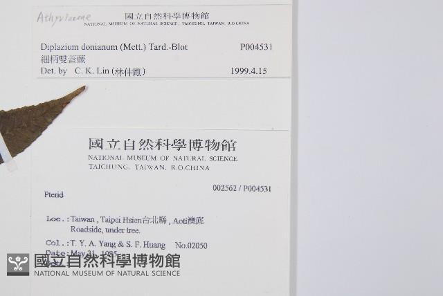 細柄雙蓋蕨藏品圖，第2張