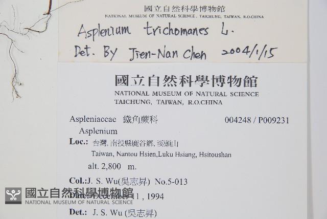 鐵角蕨藏品圖，第2張