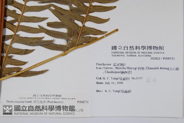 溪鳳尾蕨藏品圖，第2張