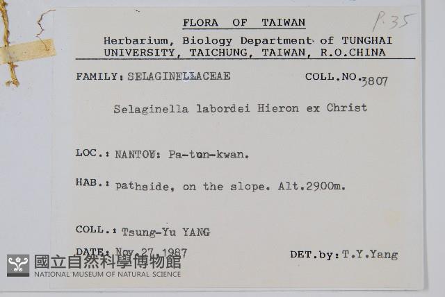 玉山卷柏藏品圖，第2張