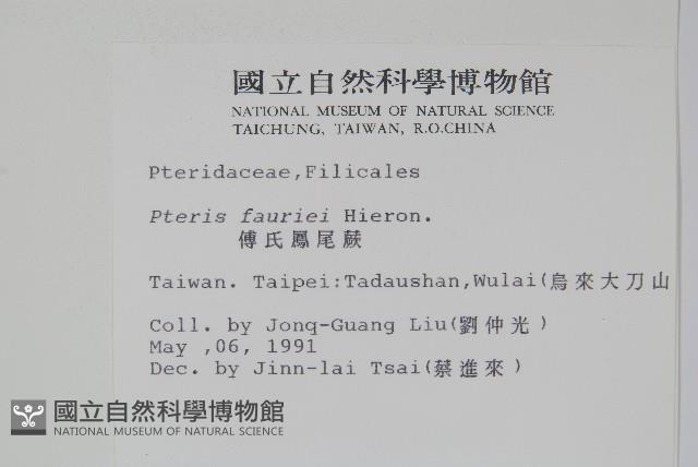 傅氏鳳尾蕨藏品圖，第2張