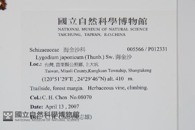 海金沙藏品圖，第2張