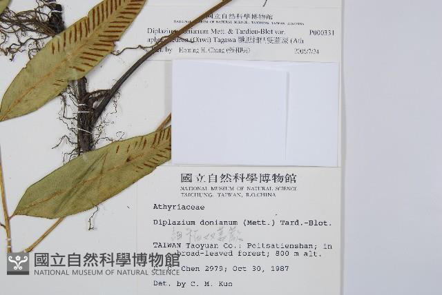 隱脈細柄雙蓋蕨藏品圖，第5張