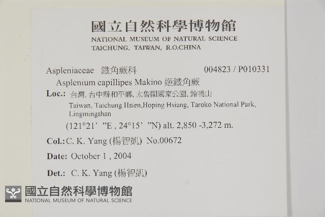 姬鐵角蕨藏品圖，第2張