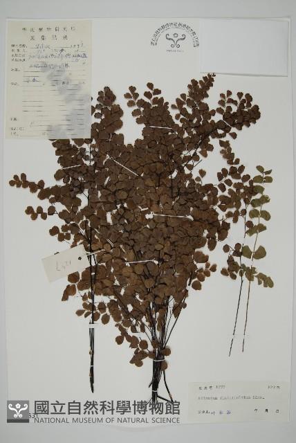 扇葉鐵線蕨藏品圖，第1張