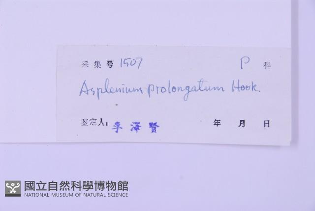 長生鐵角蕨藏品圖，第2張