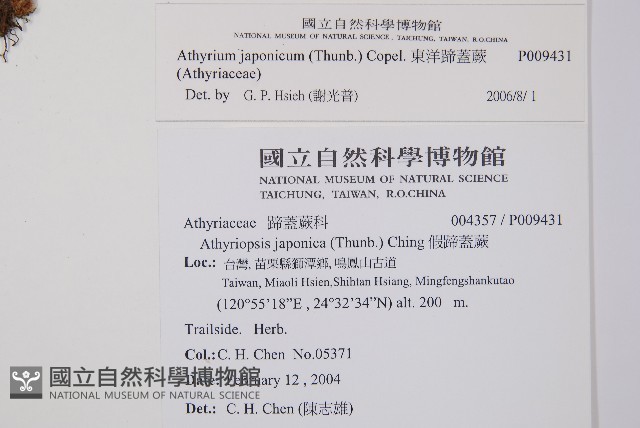 東洋蹄蓋蕨藏品圖，第2張