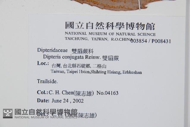 雙扇蕨藏品圖，第2張