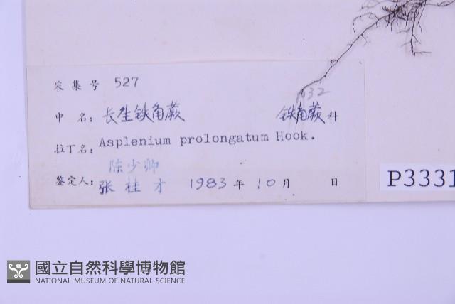 長生鐵角蕨藏品圖，第2張