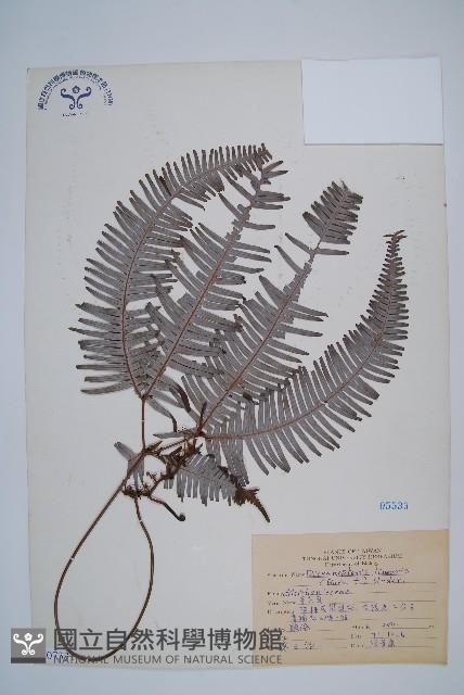 芒萁藏品圖，第1張