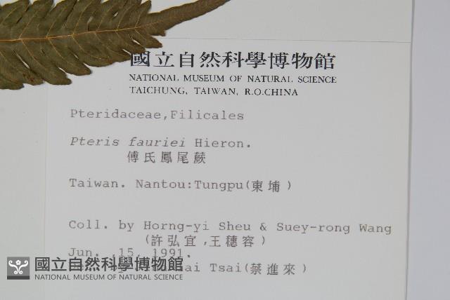 傅氏鳳尾蕨藏品圖，第2張