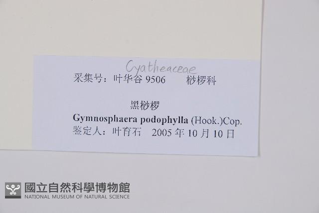 黑桫蕨藏品圖，第2張