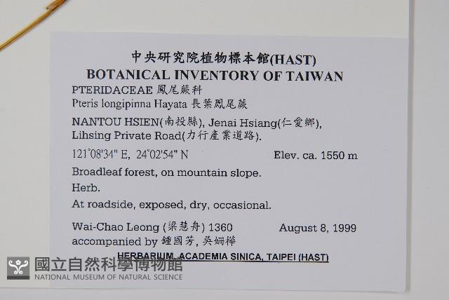 長葉鳳尾蕨藏品圖，第2張