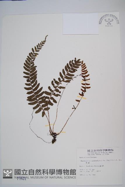 刺蕨藏品圖，第1張