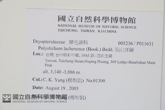 麗江耳蕨藏品圖，第2張