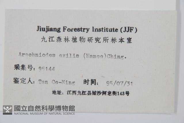 細葉複葉耳蕨藏品圖，第2張