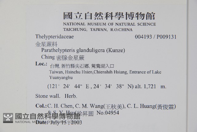 密腺副金星蕨藏品圖，第2張