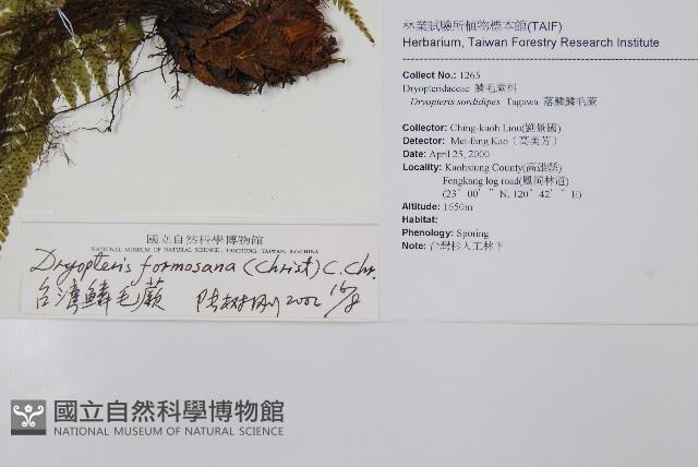臺灣鱗毛蕨藏品圖，第2張