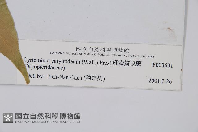 細齒貫眾蕨藏品圖，第2張