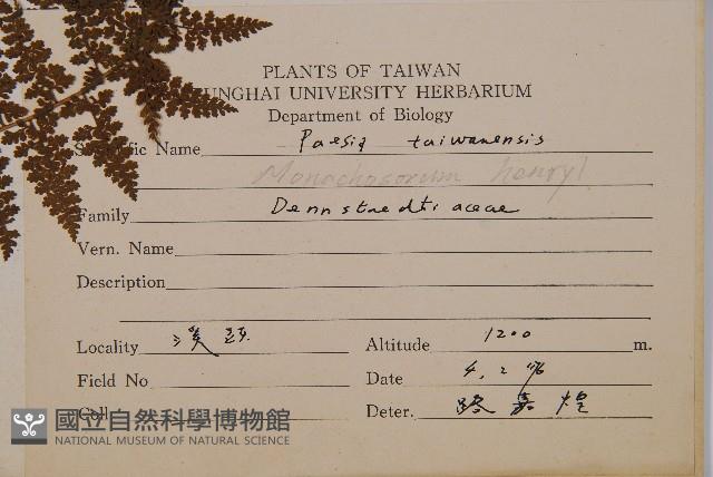 稀子蕨藏品圖，第2張